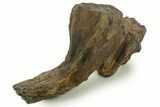 Fossil Woolly Mammoth Molar - Siberia #377772-2